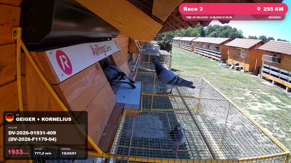 Pigeon Arrival Image For Race Race 3