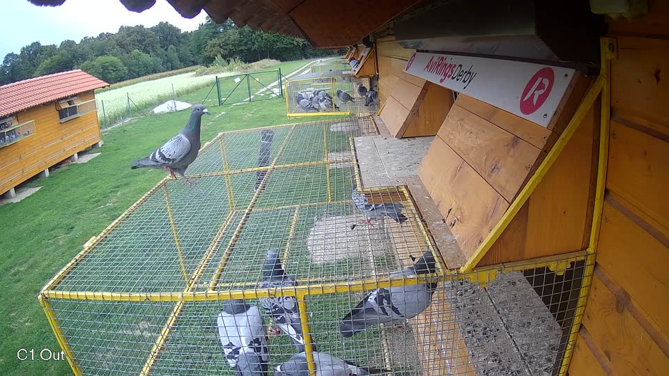 Pigeon Arrival Image For Race Race 6