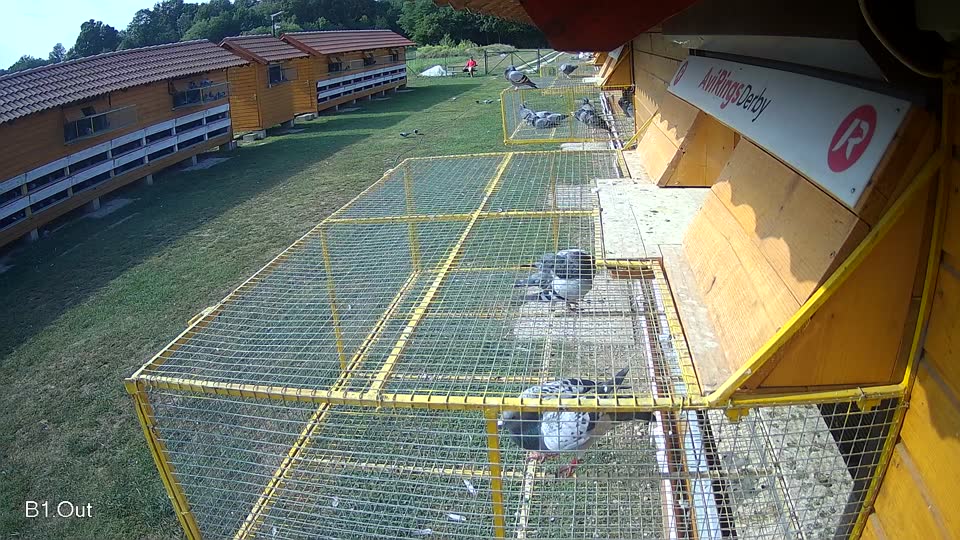 Pigeon Arrival Image For Race Race 4
