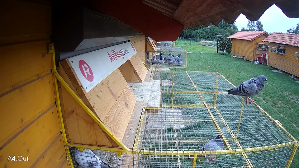 Pigeon Arrival Image For Race Final race 1
