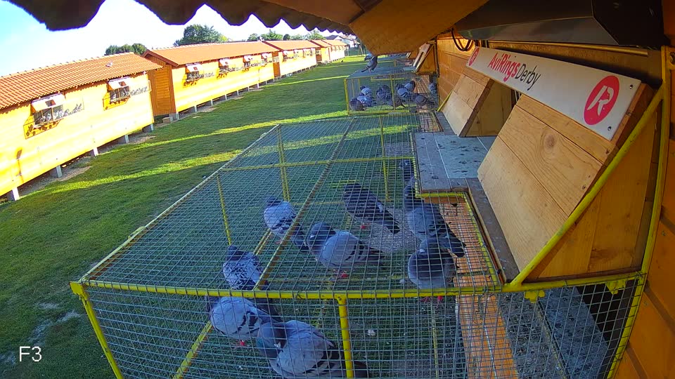Pigeon Arrival Image For Race Race 5