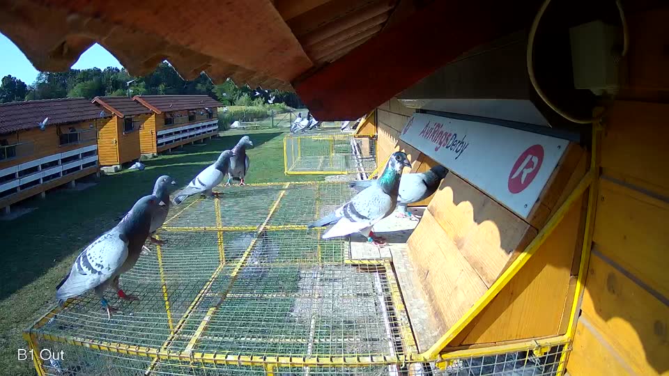 Pigeon Arrival Image For Race Race 1