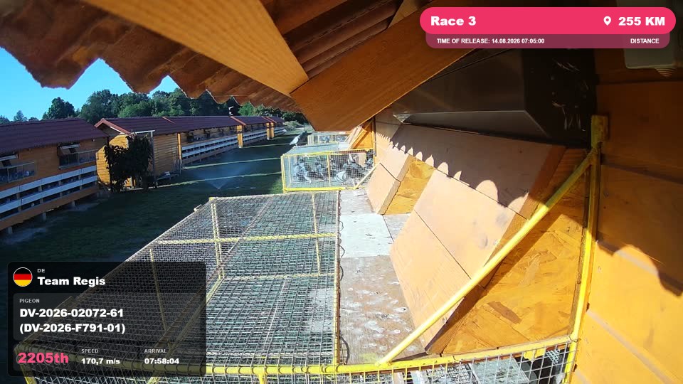 Pigeon Arrival Image For Race Race 3