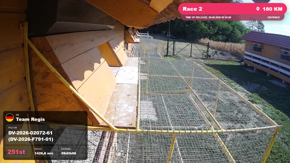 Pigeon Arrival Image For Race Race 2