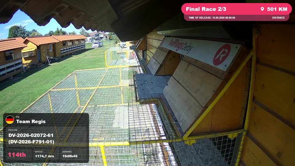 Pigeon Arrival Image For Race Final Race 2/3