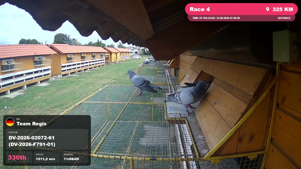 Pigeon Arrival Image For Race Race 4