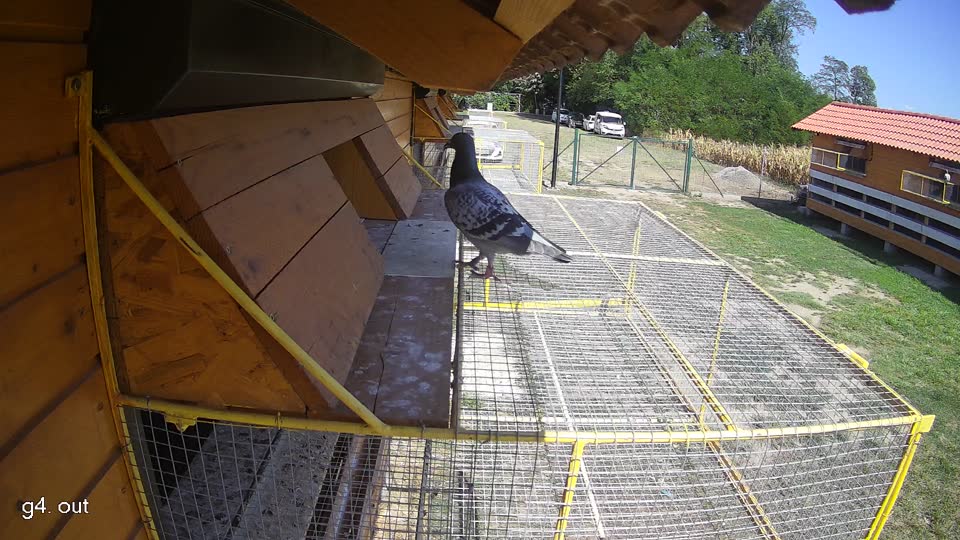 Pigeon Arrival Image For Race Race 5