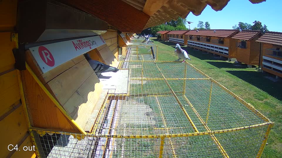 Pigeon Arrival Image For Race Race 3
