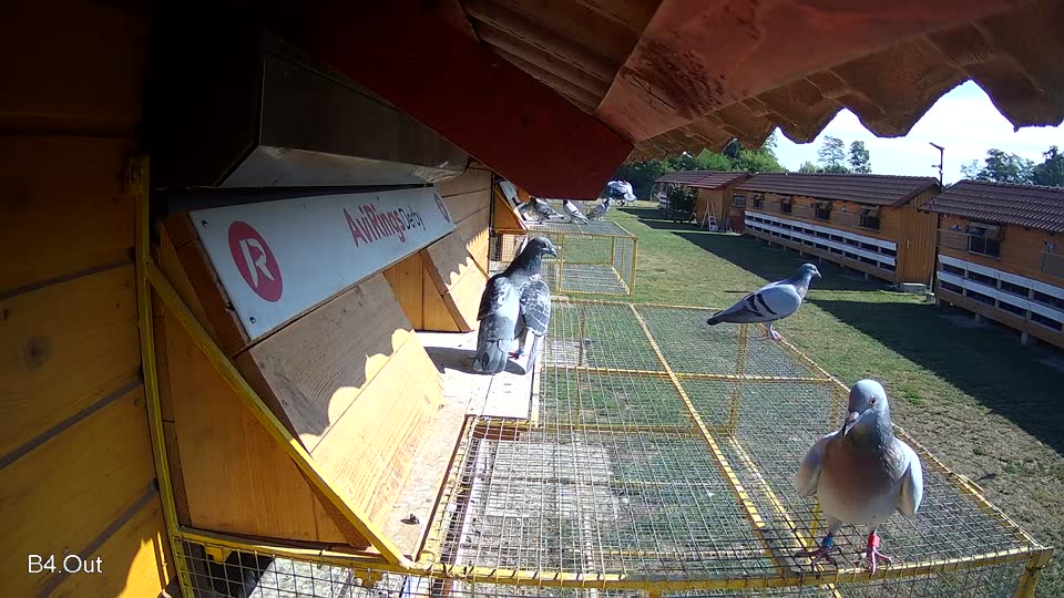 Pigeon Arrival Image For Race Race 2