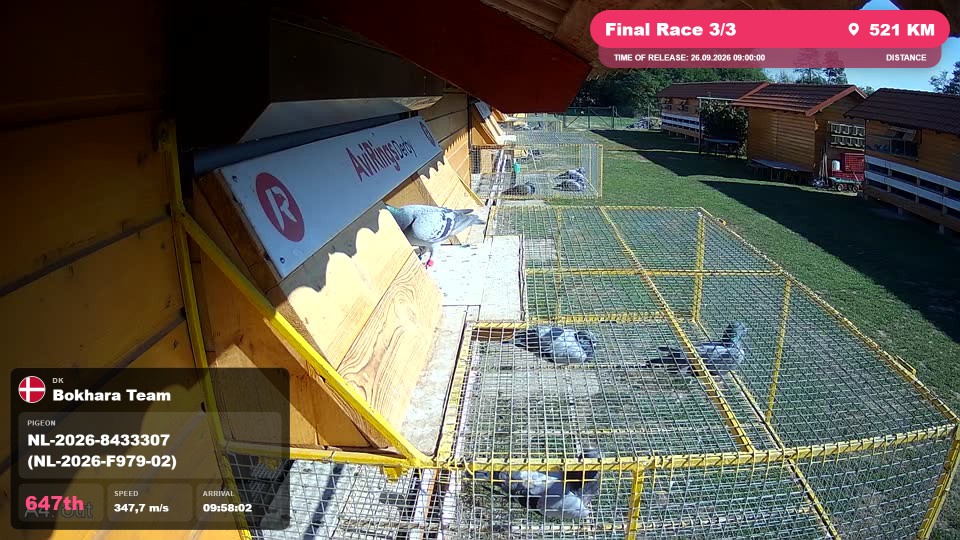 Pigeon Arrival Image For Race Final Race 3/3