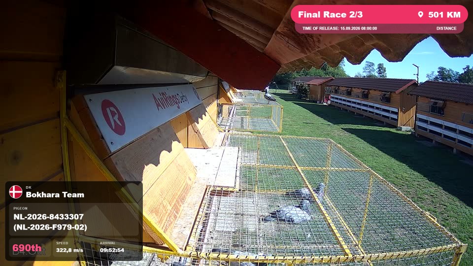 Pigeon Arrival Image For Race Final Race 2/3