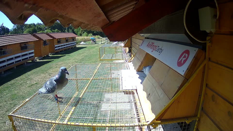 Pigeon Arrival Image For Race Race 3