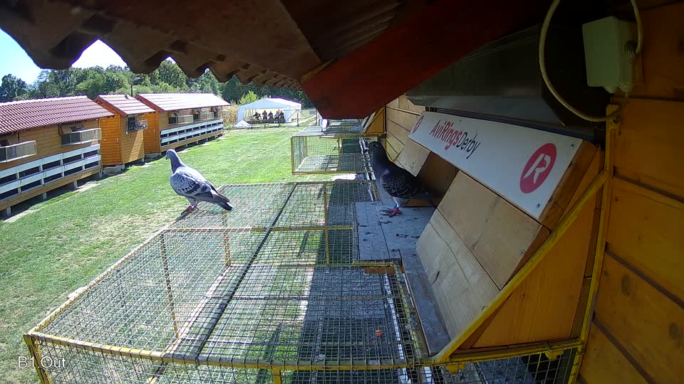 Pigeon Arrival Image For Race Final Race 1/3