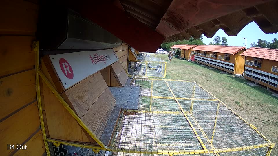 Pigeon Arrival Image For Race Race 1