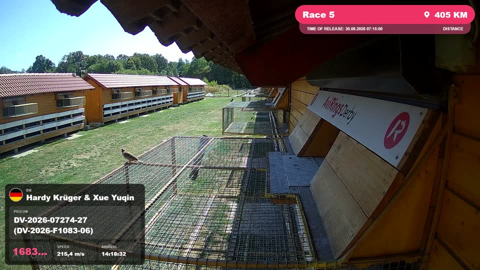 Pigeon Arrival Image For Race Race 5