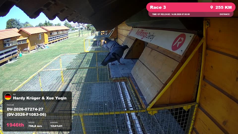 Pigeon Arrival Image For Race Race 3