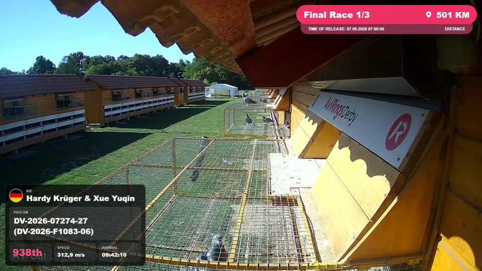 Pigeon Arrival Image For Race Final Race 1/3