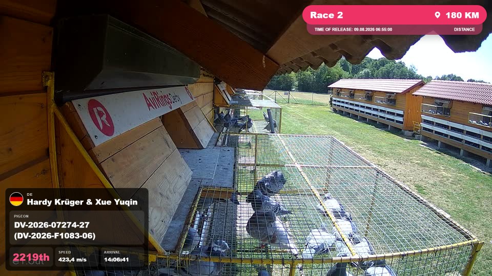 Pigeon Arrival Image For Race Race 2