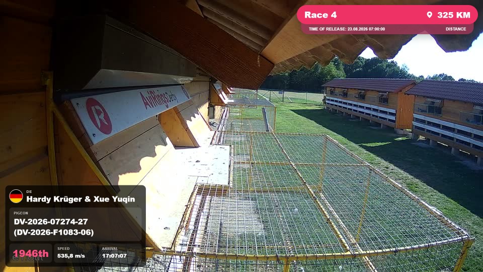 Pigeon Arrival Image For Race Race 4