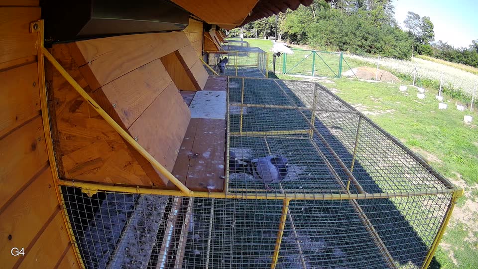 Pigeon Arrival Image For Race Race 6
