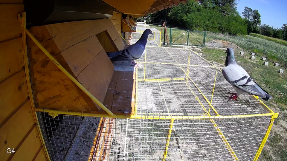 Pigeon Arrival Image For Race Race 5