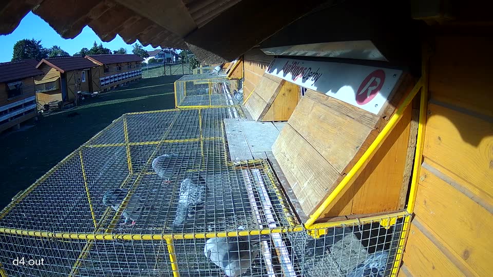 Pigeon Arrival Image For Race Race 5
