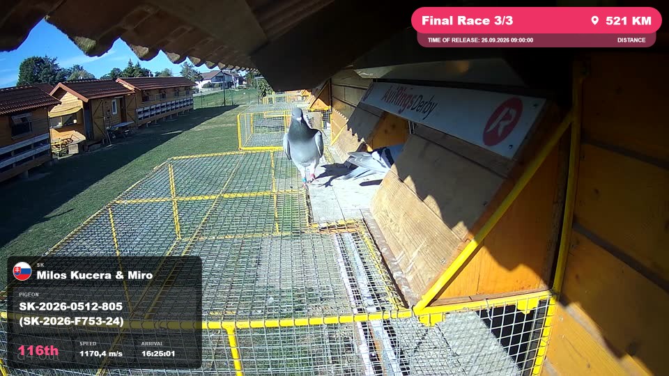 Pigeon Arrival Image For Race Final Race 3/3
