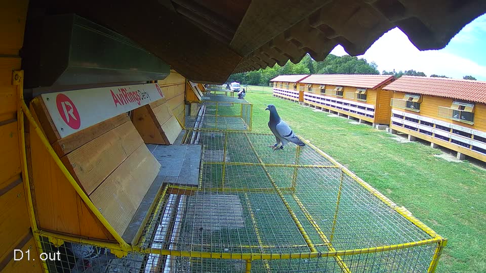 Pigeon Arrival Image For Race Race 4
