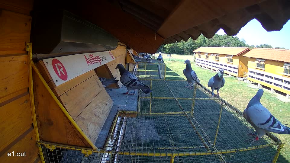 Pigeon Arrival Image For Race Race 2