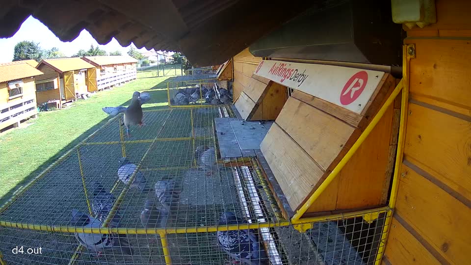 Pigeon Arrival Image For Race Race 4