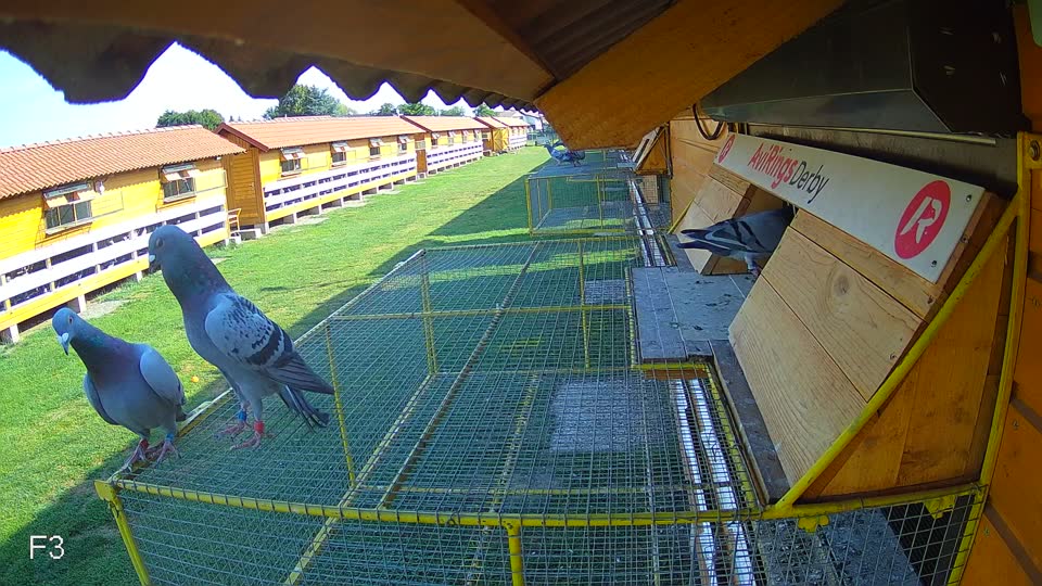 Pigeon Arrival Image For Race Race 1