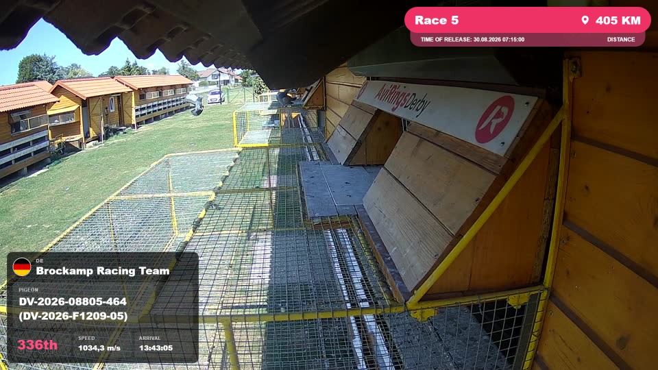 Pigeon Arrival Image For Race Race 5