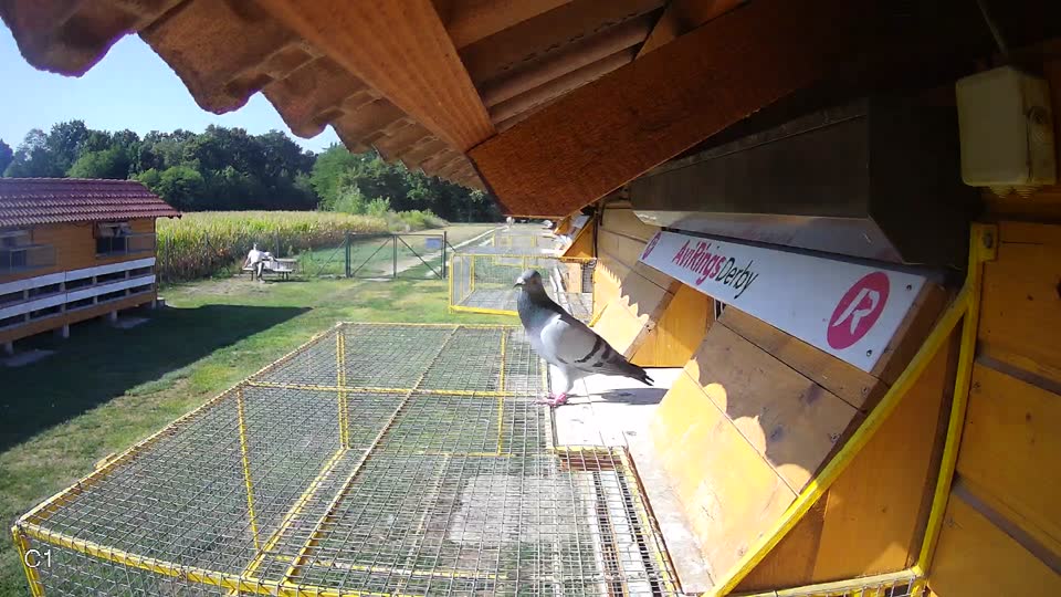 Pigeon Arrival Image For Race Race 2