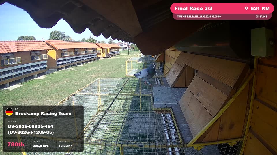 Pigeon Arrival Image For Race Final Race 3/3