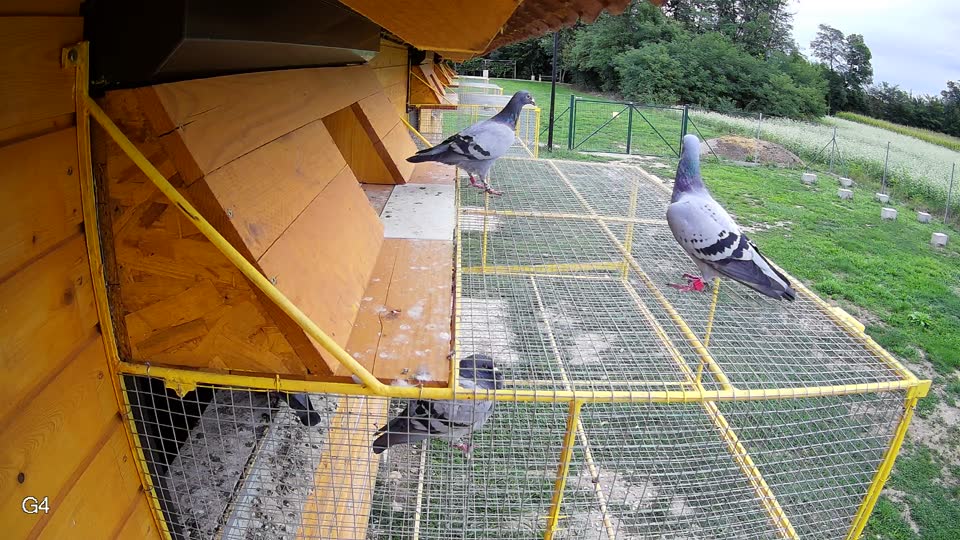 Pigeon Arrival Image For Race Race 6