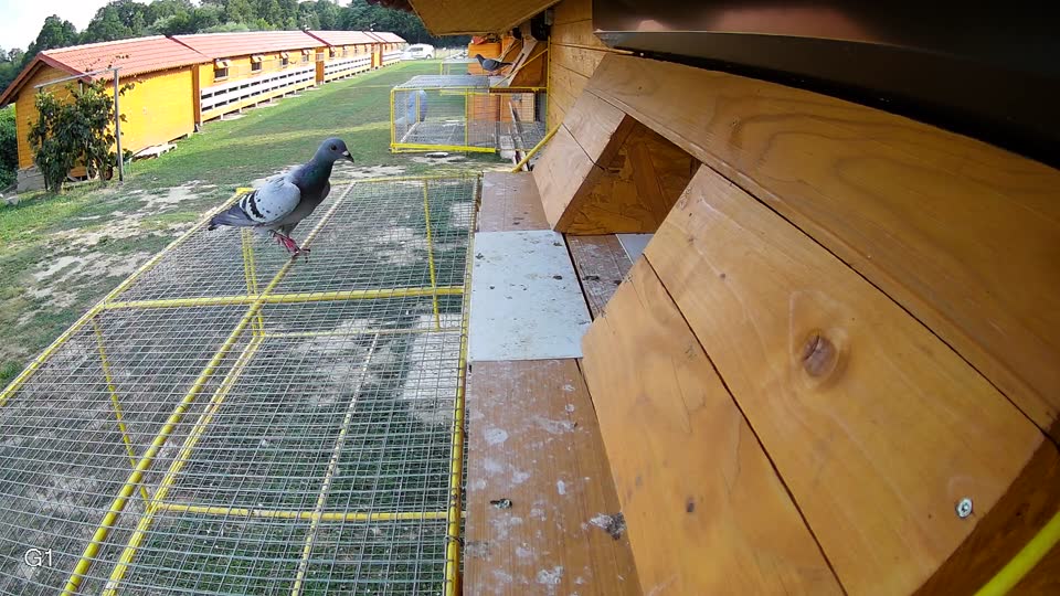Pigeon Arrival Image For Race Race 4