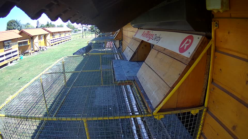 Pigeon Arrival Image For Race Race 3
