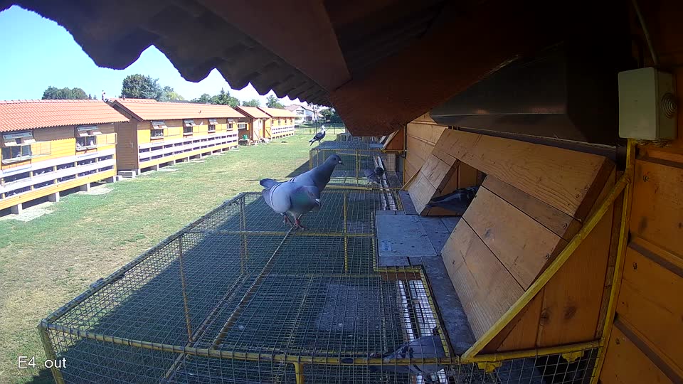 Pigeon Arrival Image For Race Race 2