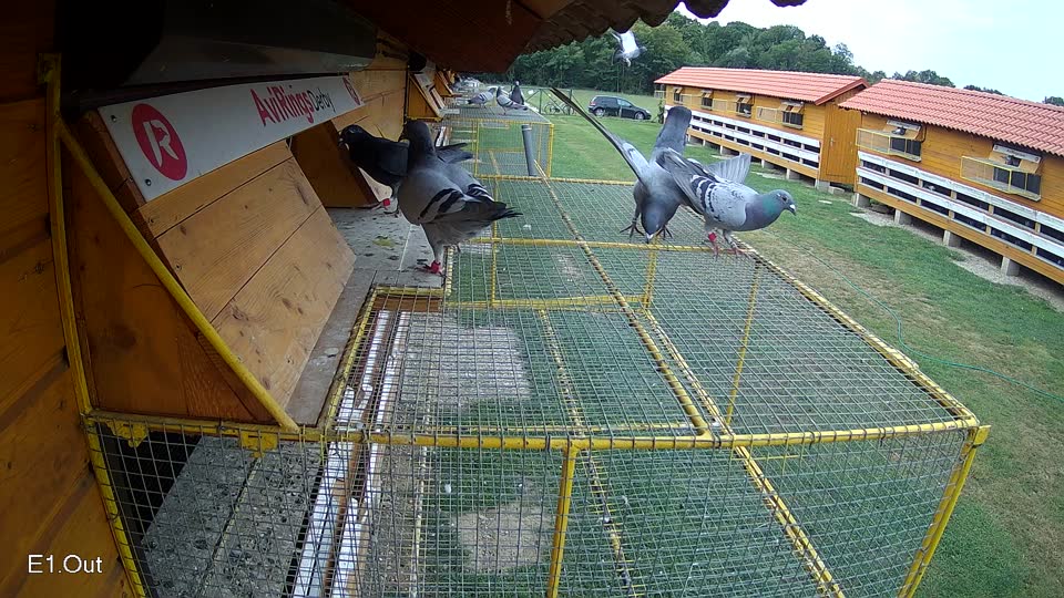 Pigeon Arrival Image For Race Race 3