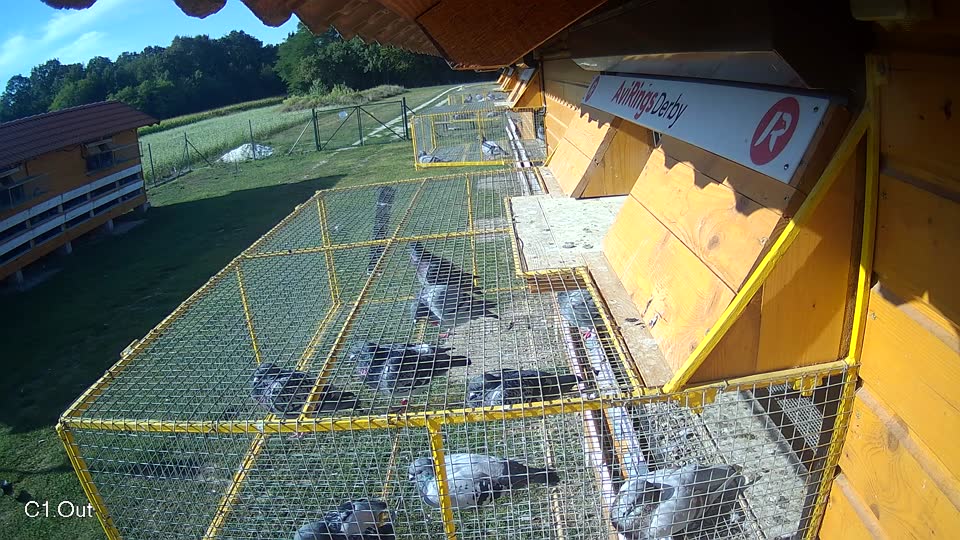 Pigeon Arrival Image For Race Race 5