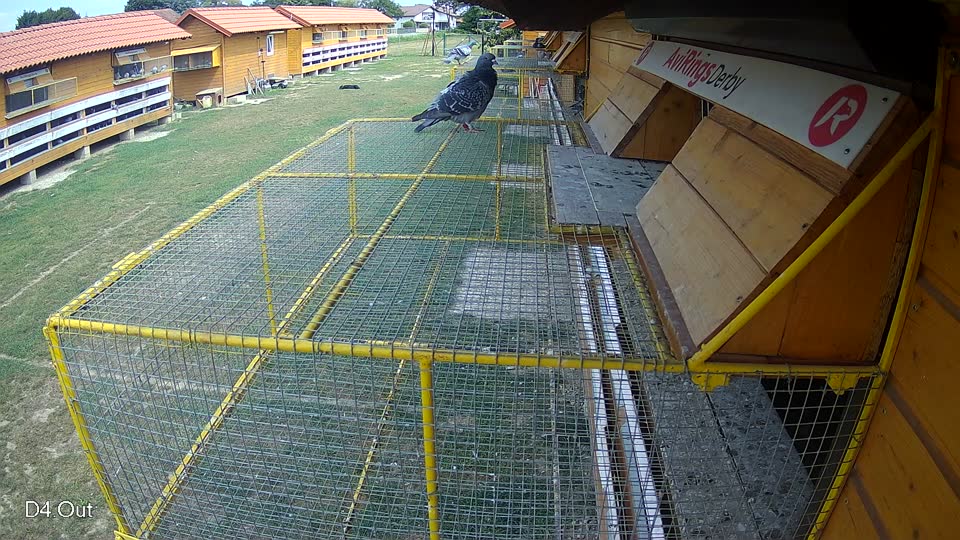Pigeon Arrival Image For Race Race 4