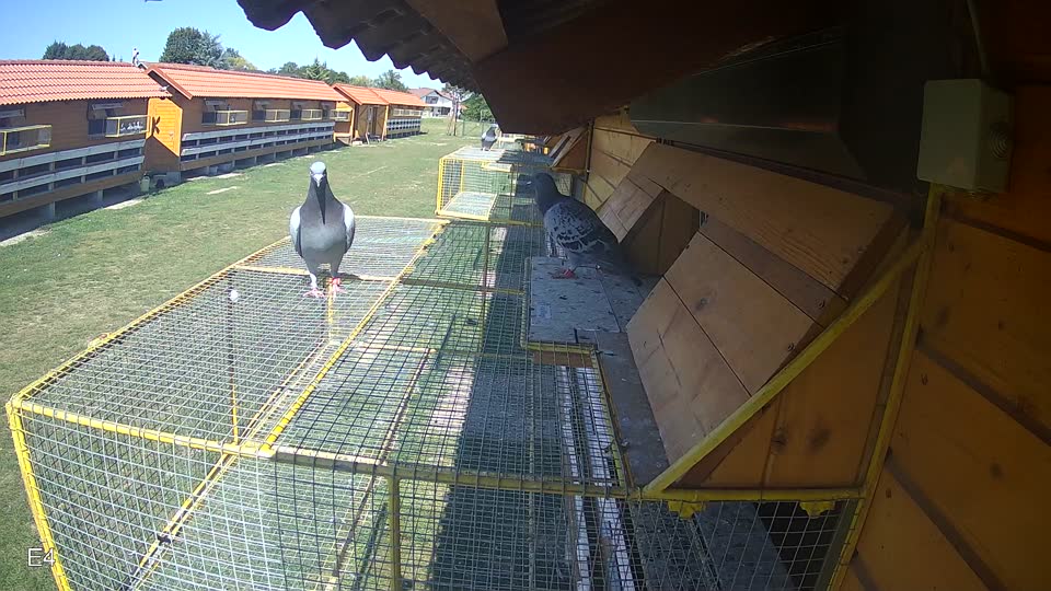 Pigeon Arrival Image For Race Race 5
