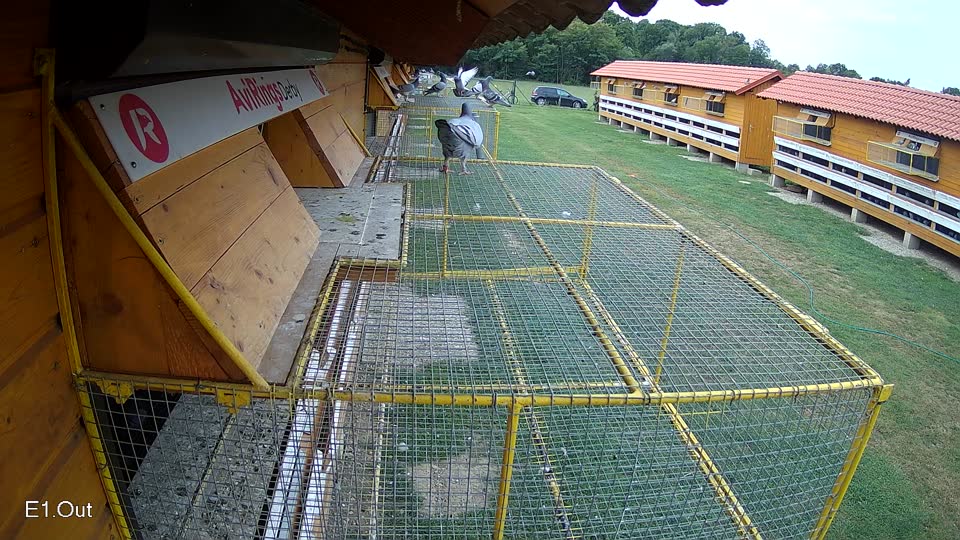 Pigeon Arrival Image For Race Race 3