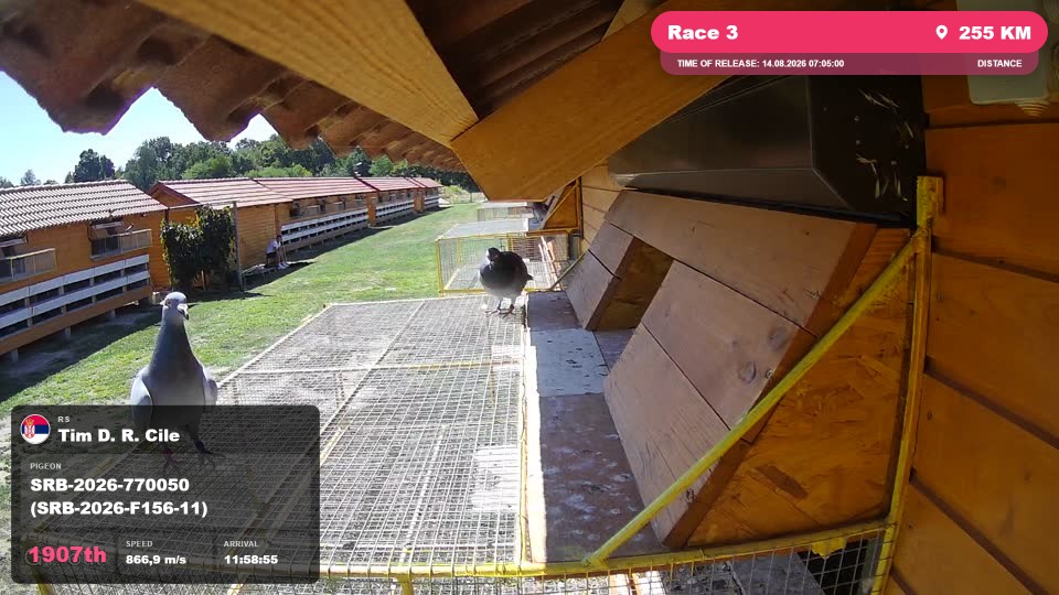 Pigeon Arrival Image For Race Race 3