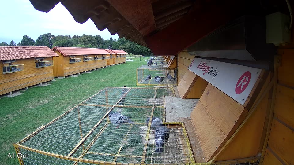 Pigeon Arrival Image For Race Race 6