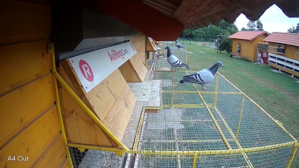 Pigeon Arrival Image For Race Race 3