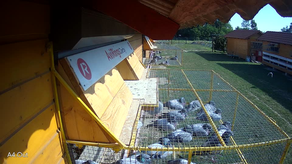 Pigeon Arrival Image For Race Race 5