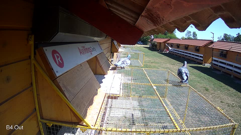 Pigeon Arrival Image For Race Race 3