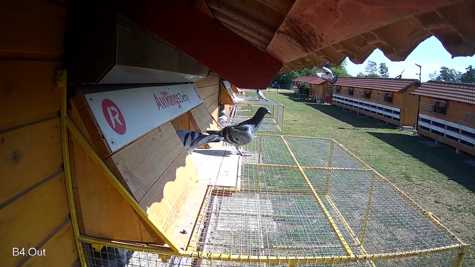 Pigeon Arrival Image For Race Race 2