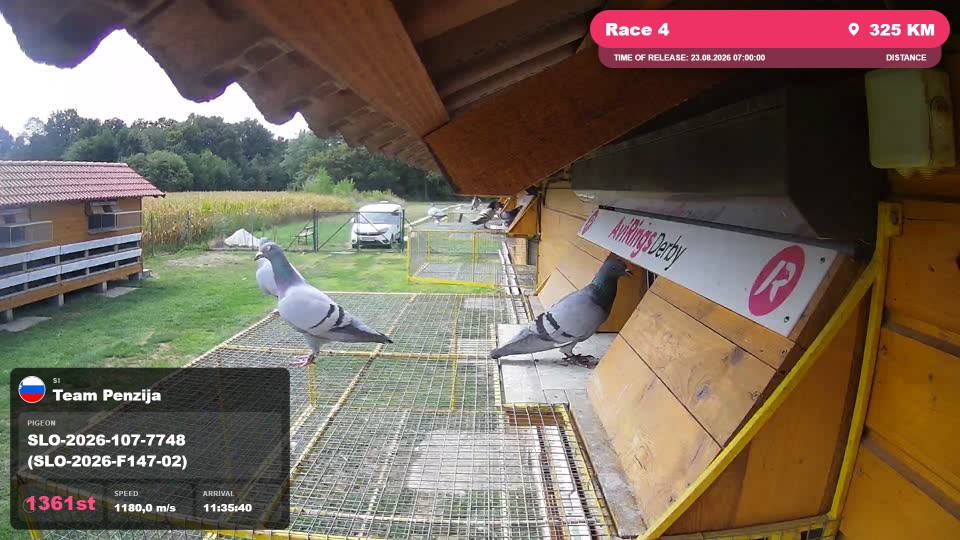 Pigeon Arrival Image For Race Race 4
